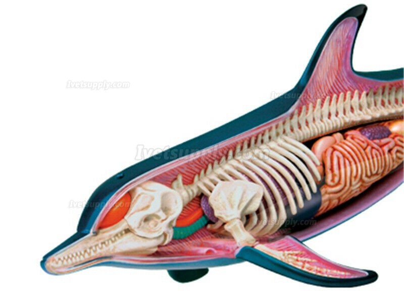 Dolphin Anatomy Modell Teaching Model Assembled Toy
